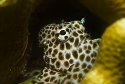 Zanzibar Scuba Diving Holiday. Leopard blennie.